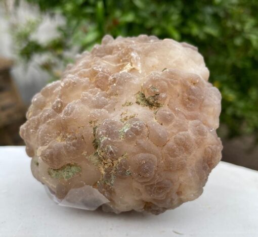 Tartufo in Calcedonio